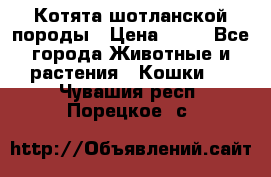 Котята шотланской породы › Цена ­ 40 - Все города Животные и растения » Кошки   . Чувашия респ.,Порецкое. с.